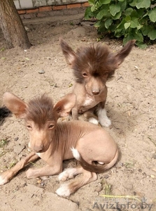 Щенки китайской хохлатой собаки #1462651