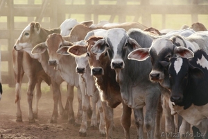 Куплю крупно-рогатый скот,  телят живым весом. Самовывоз из любого региона РБ. #1570374