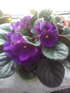 Фиалочка и декоративный перчик.Восток-5, Орловская, 61 #1570469