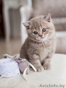 Предлагается британский котенок #1563282