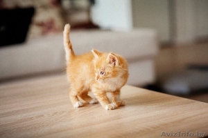 Котятки мурчалки в добрые руки #1570218