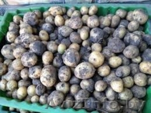 Картофель молодой (некондиция) на корм животным. 0, 15 р/кг #1575259