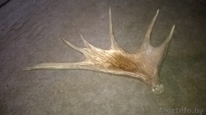 Рога Олень Лось #1571124