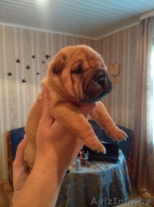 продам щенков  шарпея #1576373