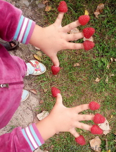 Малина садовая с доставкой на дом - 3, 5 р/кг #1580476