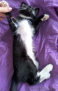 Котеночка черно-белого окраса в дар #1578467