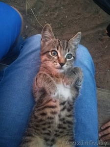 Отдам котенка Мартина ,  в хорошие руки ,  добрый , хороший ,  ждет хозяина верный  #1580208