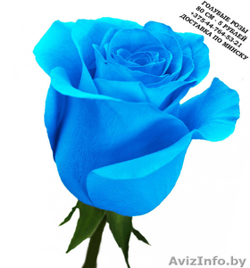 Голубые розы купить в Минске #1576002