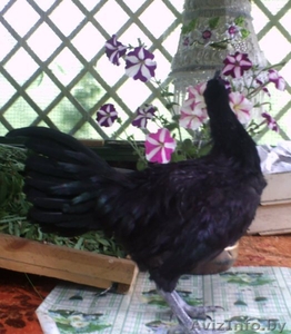  Инкубационное яйцо Аям Цемани.  #1579331