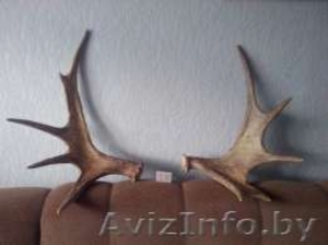 Куплю рога лося в Минске в любом состоянии. Звоните #1583490