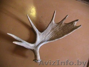 Куплю рога лося,  оленя,  сайгака в любом состоянии. Минск #1583502