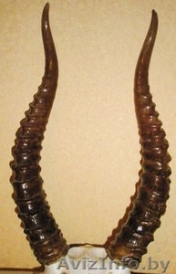 Ищешь куда продать рога сайгака. Звони. Куплю дорого. #1584978