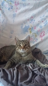 ВАСЕНЬКА КОТЕНОК крепенький и здоровенький в добрые руки!!! #1581062