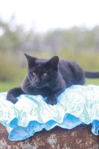 Отдам в очень хорошие руки #1583949