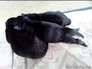 срочно в хорошие руки беспл #1582240