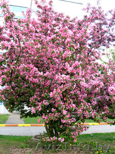 Райские яблони сортовые саженцы #1581960