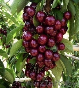 Колоновидные абрикосы,  персики,  вишни,  черешни,  сливы,  груши,  яблони 1 #1581959