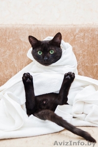 Шикарный черный с дымчатым котяра,  бодр и здоров! #1581061