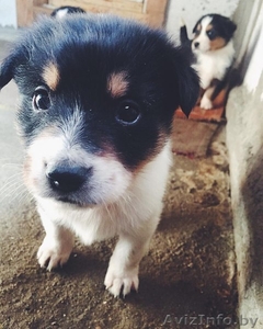 Щенки-метисы берн+овчарка В ДАР #1585439