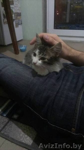 Отдам котенка-мальчика в добрые руки #1583780