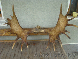 Дорого куплю рога лося,  оленя,  сайгака.Звоните #1589711