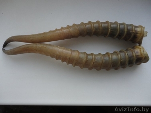 Куплю сайгака оленя лося дорого в Витебске.Звоните сегодня #1589775