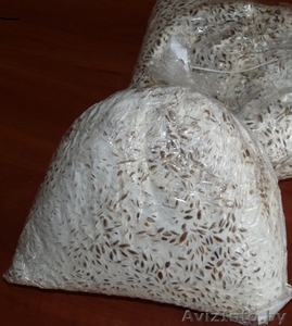 Вешенка НК-35  #1587005