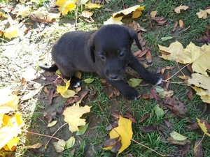 Щенки  #1590229