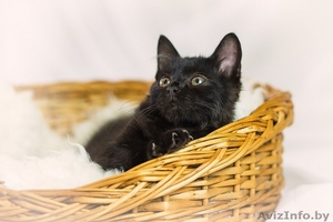 Котенко в дар #1590728