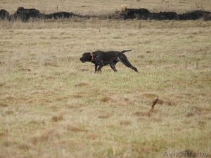 Щенки курцхаара (Дойч+Дафина) в Минске #1589317