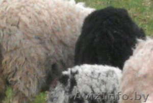 Овечья шерсть #1589953