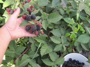 Ежевика #1587100