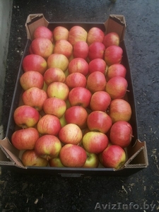 Яблоки оптом напрямую от производителя 65  #1595734