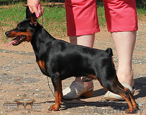 цвергпинчер #1591434