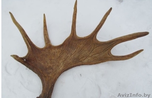 Куплю сегодня в Витебскерога лося,  оленя,  сайгака. Дорого.Звоните #1595038