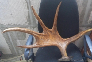 Лося оленя сайгака рога куплю в Минске сегодня дорого. Звоните #1595323