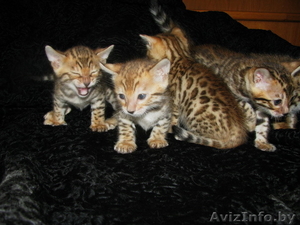 Бенгальские котята Питомник бенгальских кошек . #1124546
