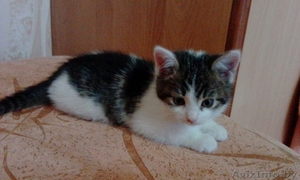 миленький котенок в дар #1592081