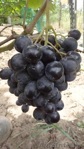 Купить саженцы и черенки винограда в Беларуси . #1052417