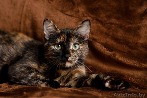 Шейди  кошечка 3 мес. ищет дом. #1593117