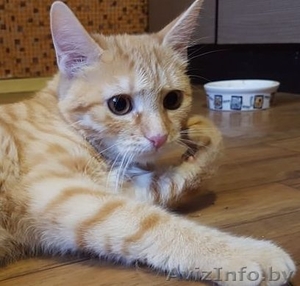 Рыжий котенок - в хорошие руки #1594325