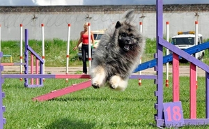 Вольфшпиц / кеесхонд щенки #1599381