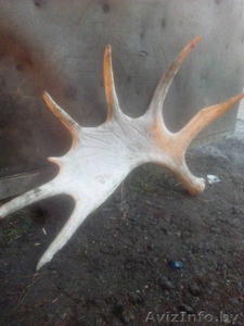 Куплю лосиные рога в Минске. Звоните сегодня #1596885