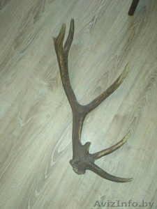 Покупаю оленьи рога.Минск. Выгодная цена. Звоните сегодня #1596905