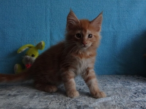Котёнок Мейн-кун двухмесячный. #1599724