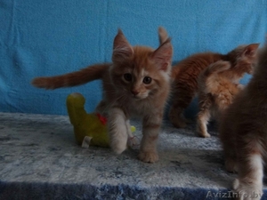 Породистые котята Мейн-кун,  окрас красный мрамор на серебре. #1599730