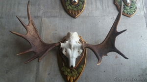 Рога лося на медальоне продам по выгодной цене до НГ. Звоните #1600060