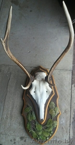 Рога оленя на медальоне продаю со скидкой до НГ. Звоните #1600095