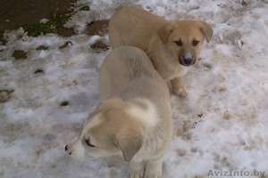 Щенки,  3 месяца #1596916