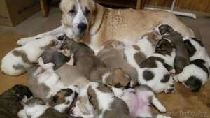 Продажа щенков среднеазиатской овчарки #1596953